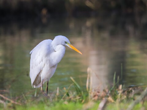 heron-blanc-2